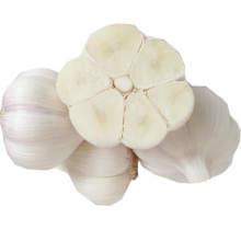 New crop of garlic harvest in 2021 by Chinese factory supplying fresh white garlic